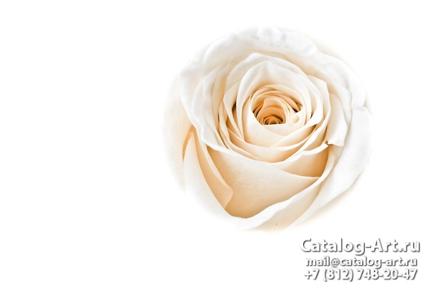 White roses 35